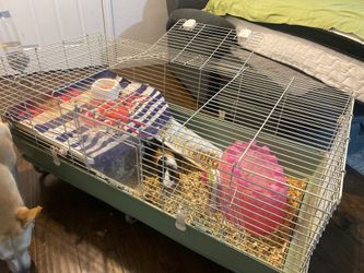 Free Guinea Pig cage