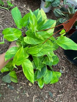 6” pot 3ft philodendron mican (sold) or 6” pot pothos neon queen; 95820