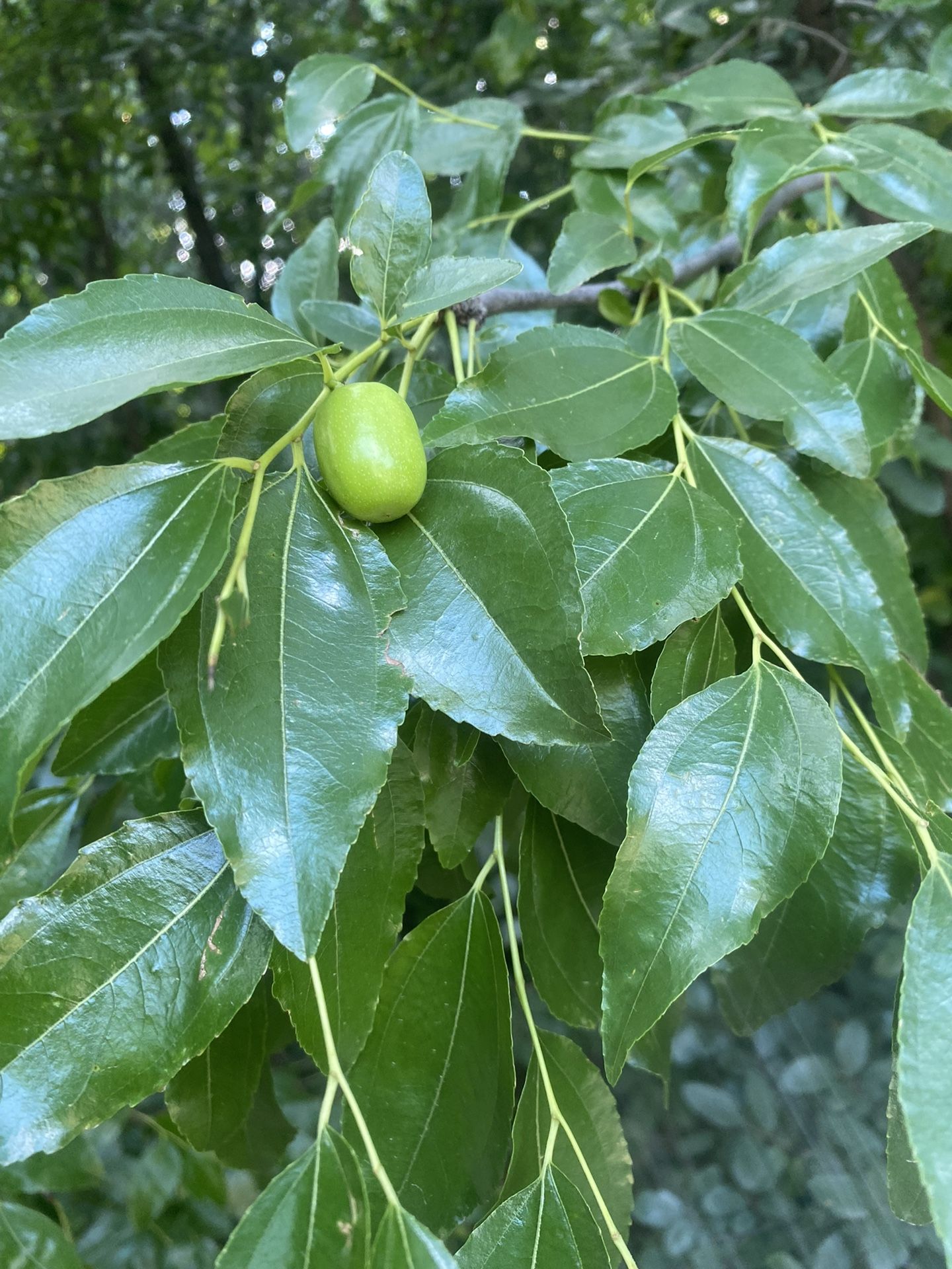 Jujube Fruit Trees