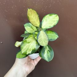 4” Hoya Australis Lisa