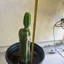 San Pedro Cactus With Pup