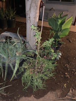 Moss Ross Aloe Vera And Canna Lilies Plants