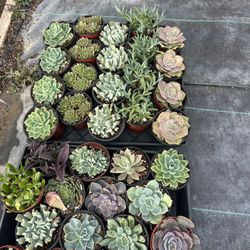 Succulents 4in