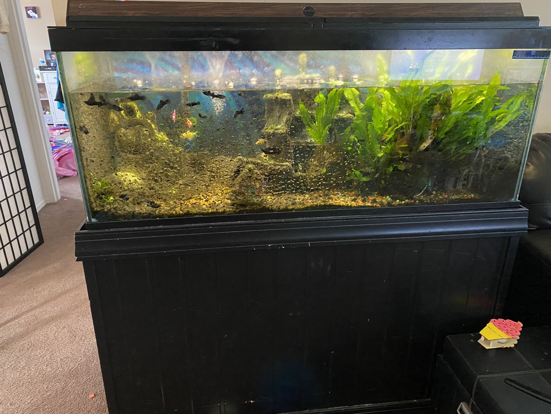 70 Gallon Fish Tank With Stand And Everything You Need
