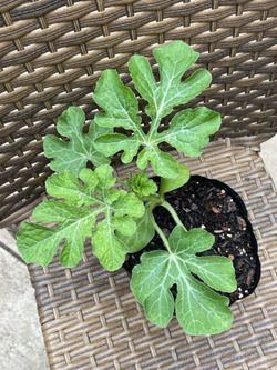 Black Diamond Watermelon Plants