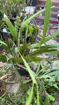 Huge Epiphylum Plan