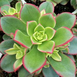 "Spotlight ~ Aeonium Rosette Succulents!"