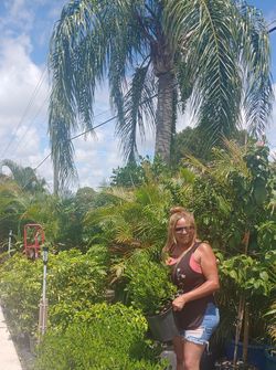 Dwarf clusias perfect for small headges