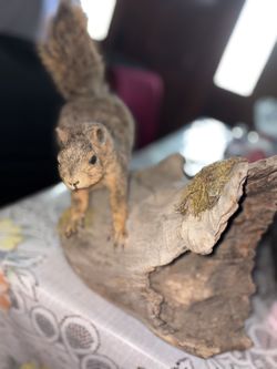 Fake Squirrel Taxidermy