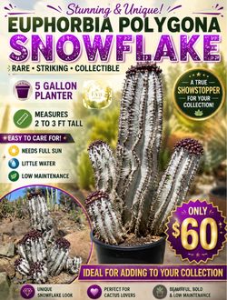 Euphorbia polygona snowflake