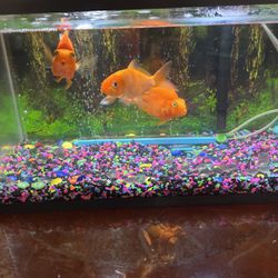 3 Large Goldfish