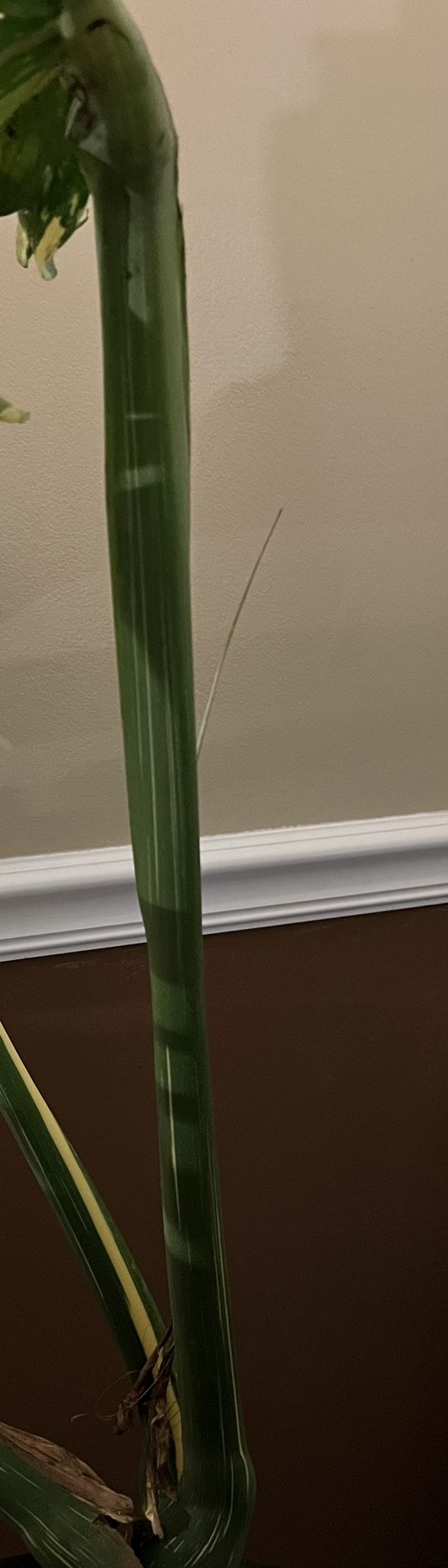 Plant Bundle huge Monstera Thai Constellation And Monstera Esqueleto (read description Below)