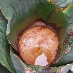 Pulque De Agave 100 % Natural