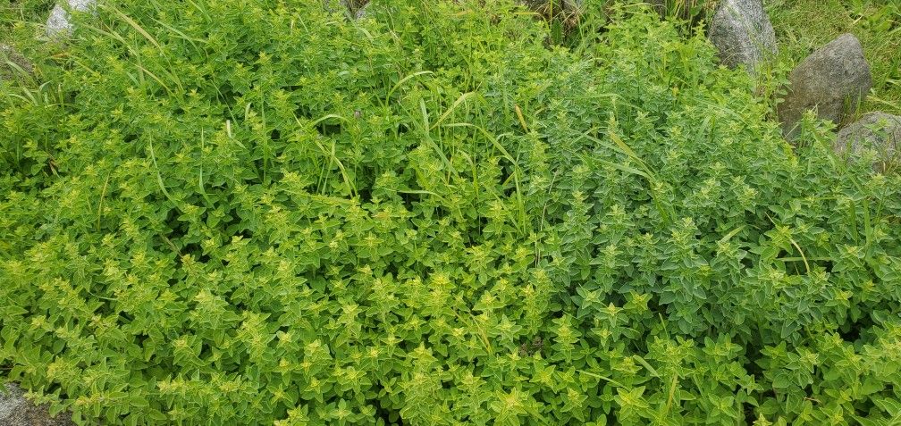 Fresh Oregano