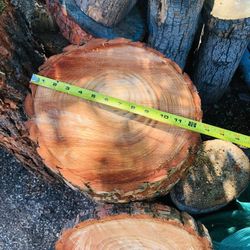 Wood Slices 