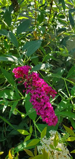 #56 Pink Butterfly Bush 5Gal  Attract  Butterflies