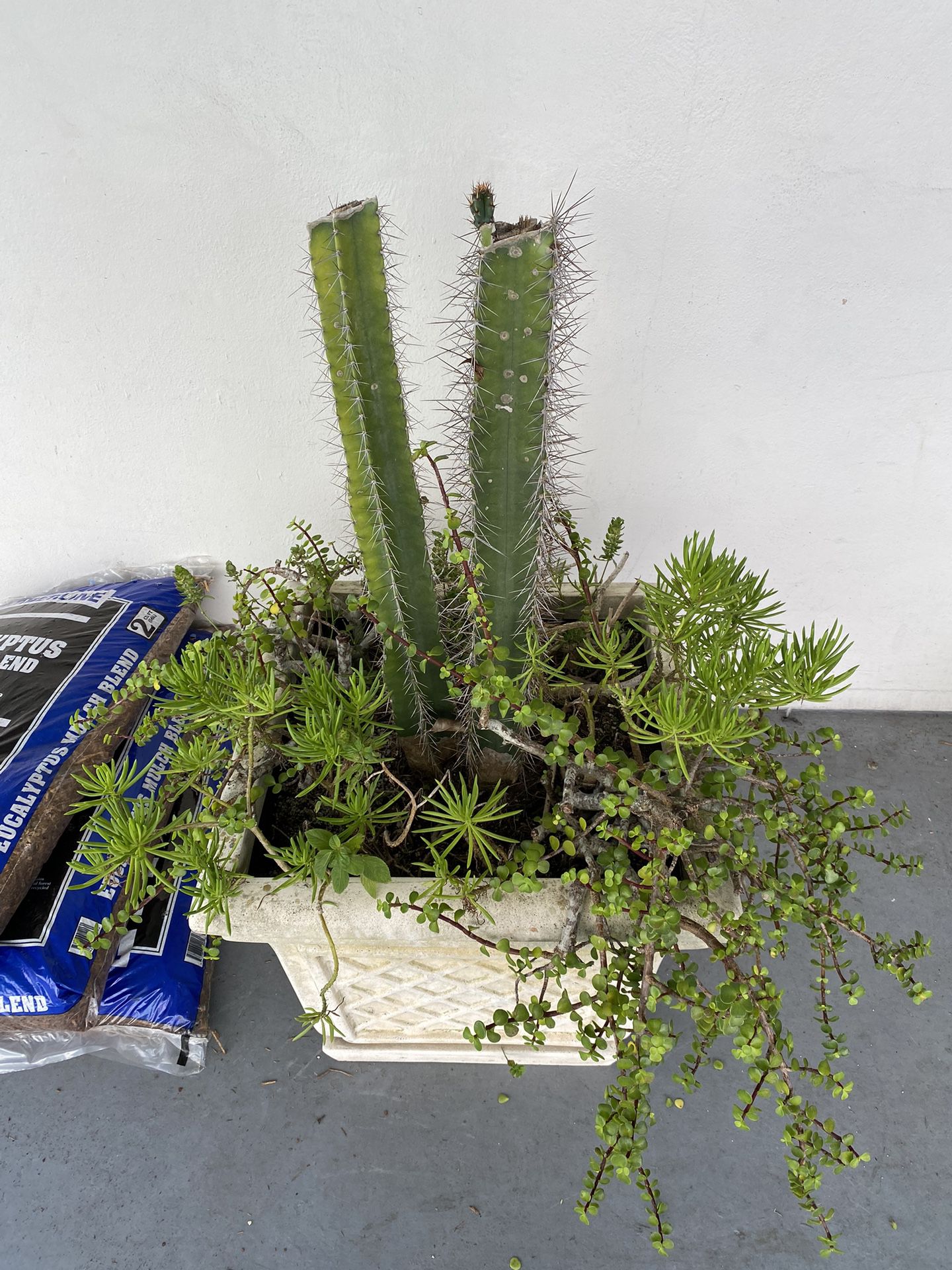 large plant- cactus