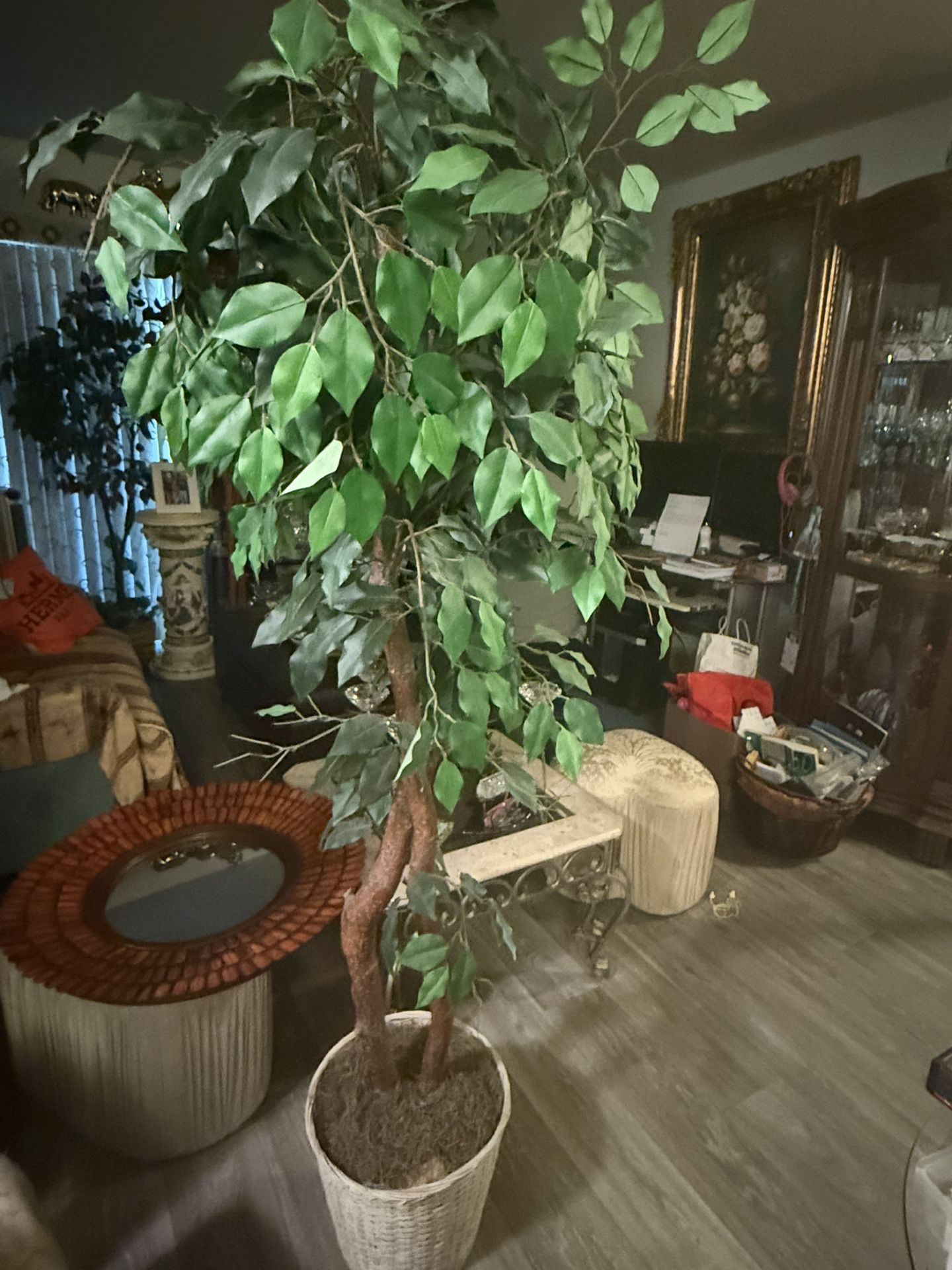 Tall Plant
