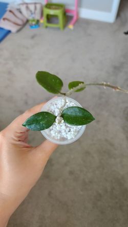 Hoya Chouke