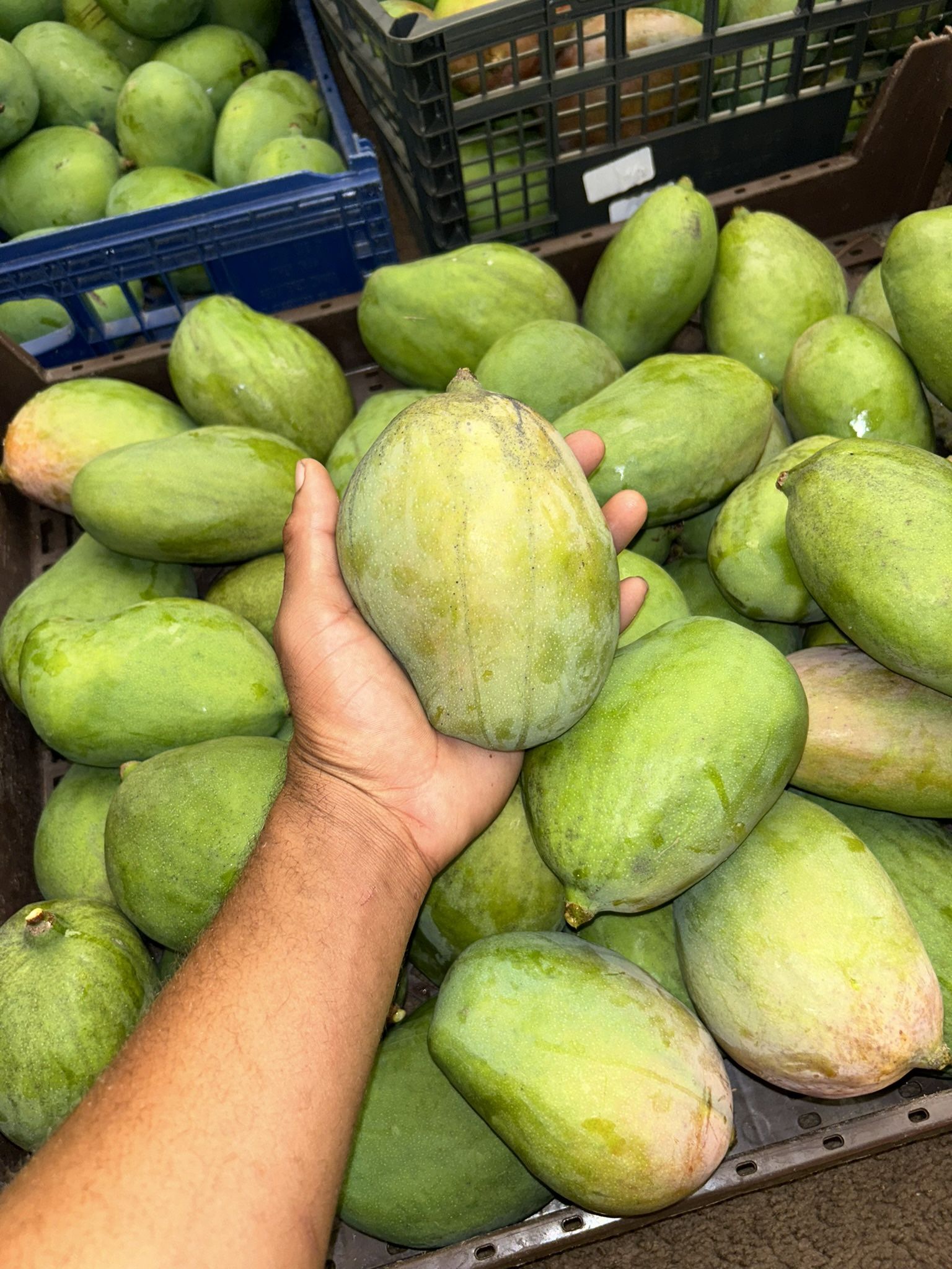 Mangoes for Sale in Tamarac, FL OfferUp