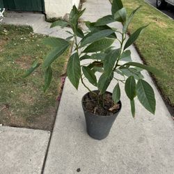  I Will Cover Three About 5. 6 ready to go to plan come and park asking him for $30.