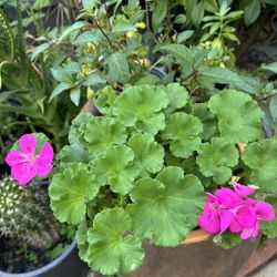 Geranium Plant