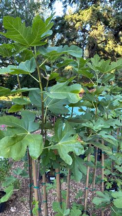 Fig trees