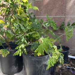 Citronella Plant ( Mosquito Plant