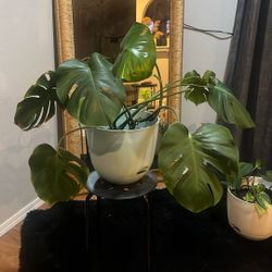 Monstera plant