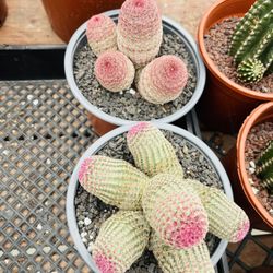 Rainbow Cactus Each Cluster $55