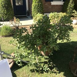 Jade & Cactus Plants For Sale