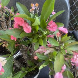 Plant For Garden One$12