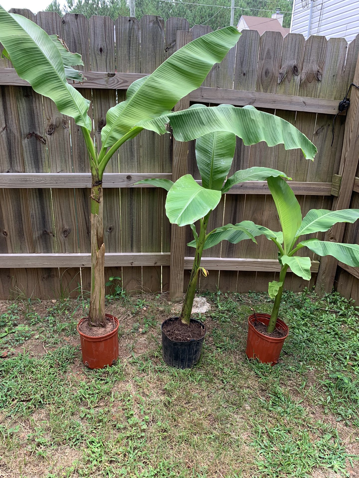 Banana Tree $70-40-30