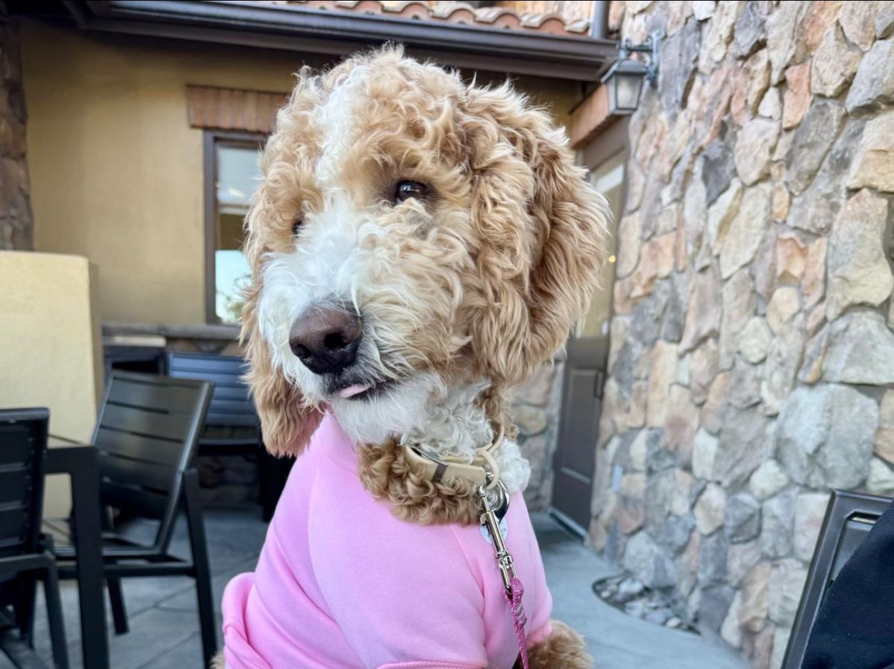 Dog Clothing Hoodie PINK Costume Nova Couture Small Medium Large Xl