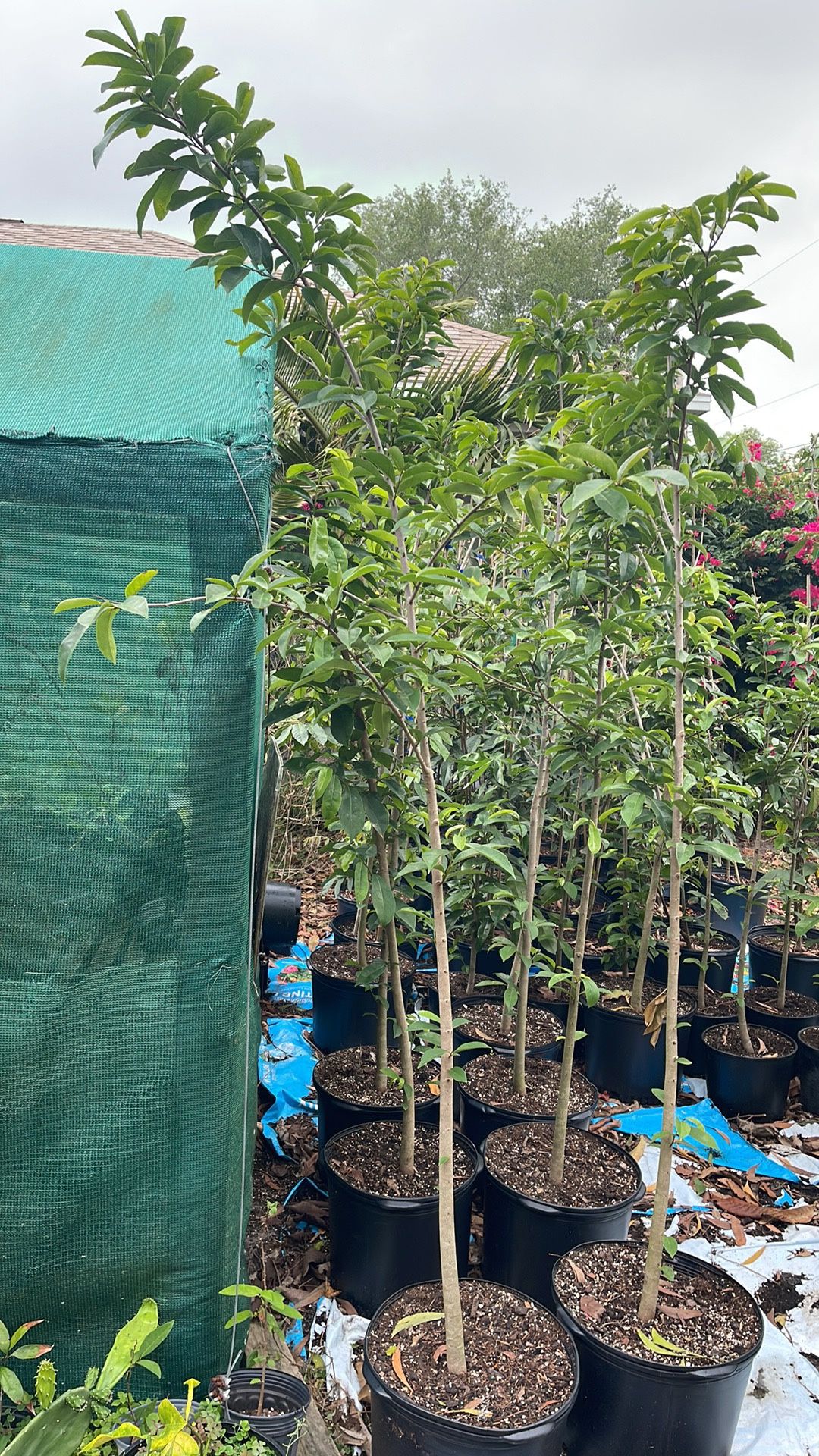 Soursop Fruit Trees