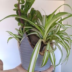 Plants