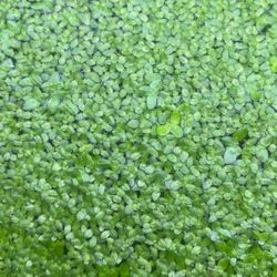 DUCK WEED for AQUARIUM or POND