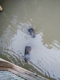 Mitsubishi projector