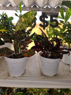 Croton