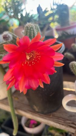 Red cactus rojo planta