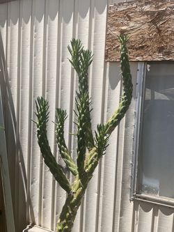 Eves needle cactus