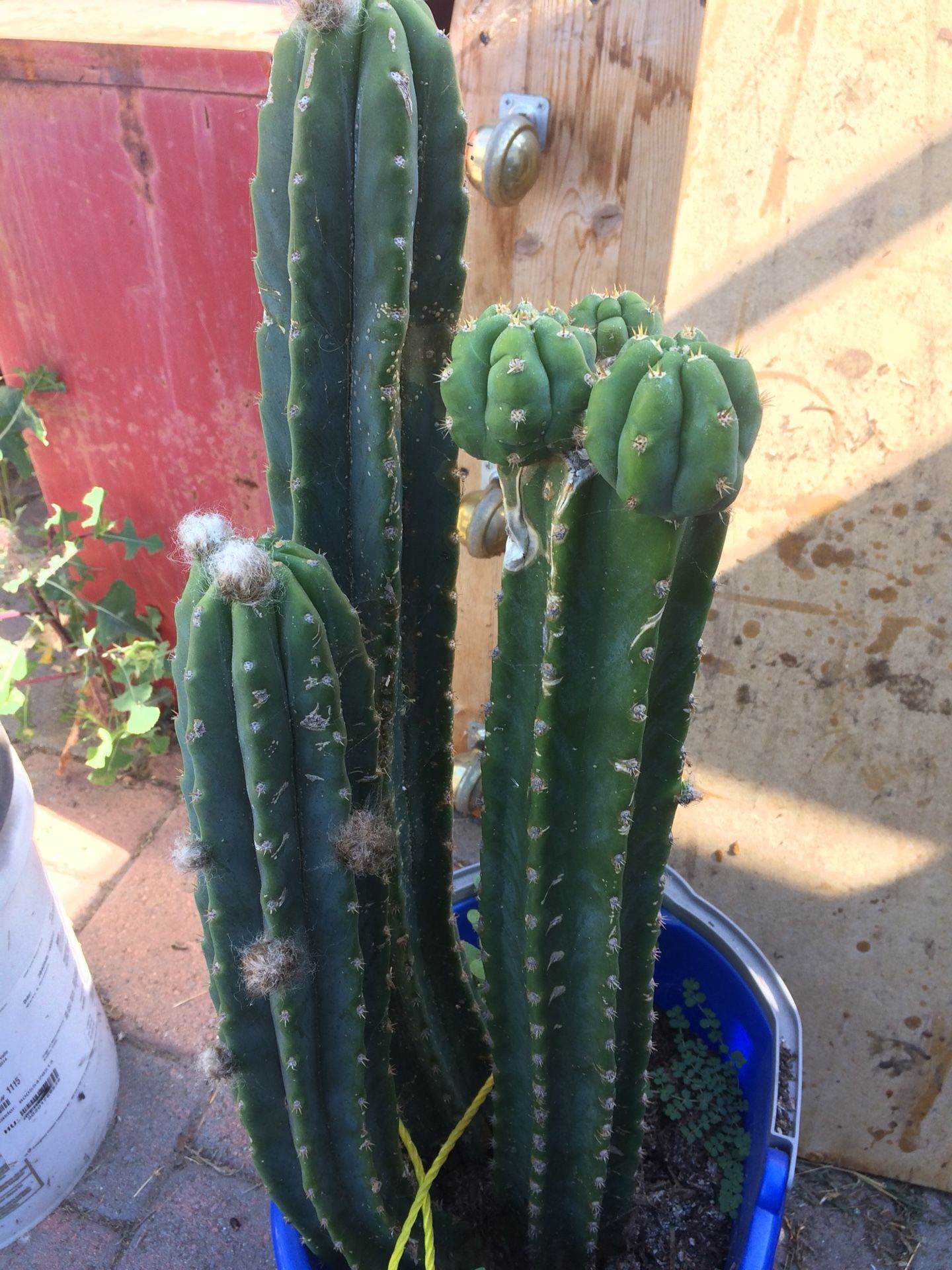 San Pedro Cactus (Various Options *See Description*)