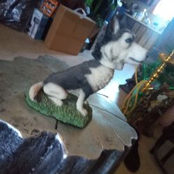 Husky Dog Vibrating 