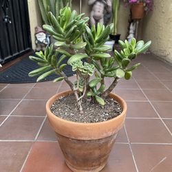Shrek Ear Succulent Plant