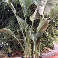 Bird of Paradise – Multi-Trunk / Patio Ready