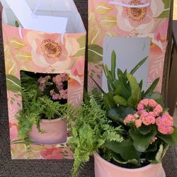 Plant Arrangement For Mother’s Day