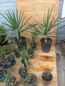 Beautiful young Palms succulents aloe vera plants