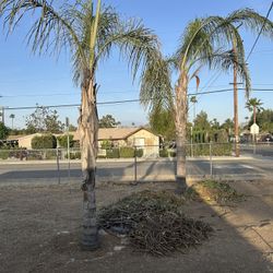 Palm Tree FREE!  FREE! FREE!
