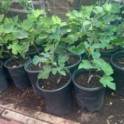 Fig Plant $15 Each