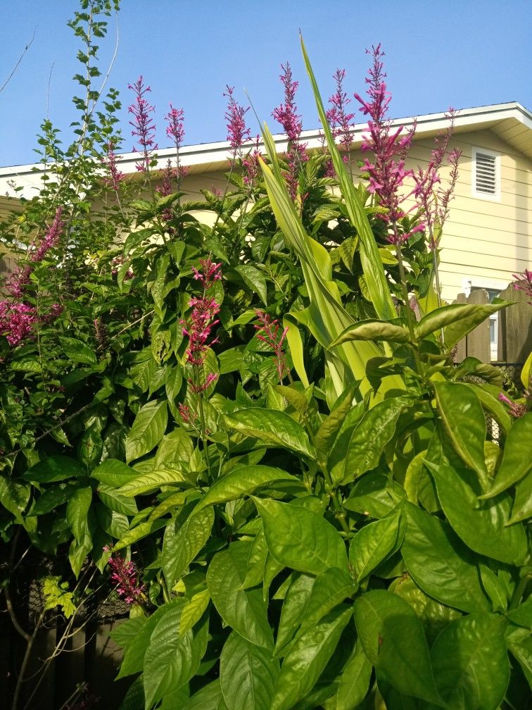 Purple Fire spike Plants